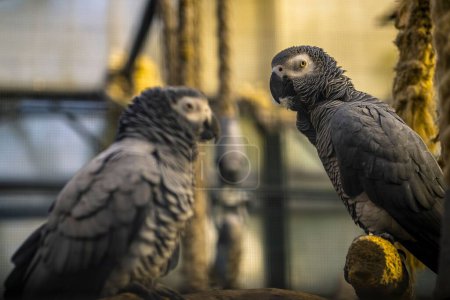 Photo for A closeup shot of two perched gray parrots (Psittacus erithacus) - Royalty Free Image