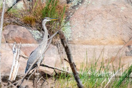 Photo for Great Blue Heron standing on the shore. - Royalty Free Image