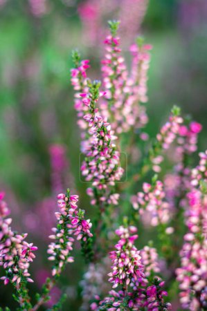 A selective focus shot of common heather in the garden