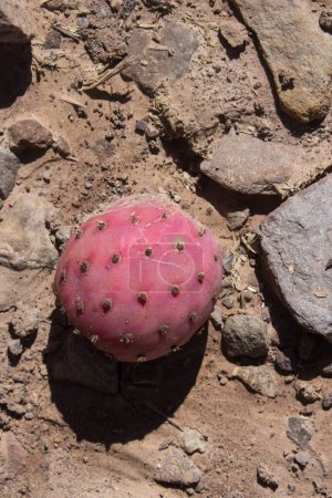 Foto de Una higuera berberisca que crece del suelo seco en un caluroso día de verano - Imagen libre de derechos