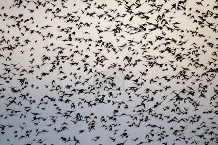 Photo for A flock of hundreds of birds migrating to warm countries - Royalty Free Image