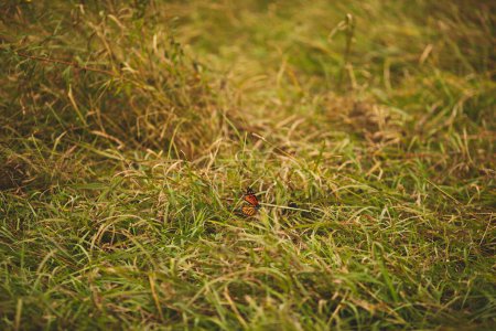 Téléchargez les photos : Gros plan d'un papillon monarque sur l'herbe dans un parc en Ontario, Canada - en image libre de droit