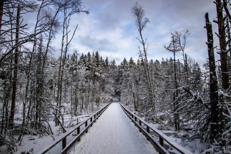 Téléchargez les photos : Un paysage hivernal dans une forêt suédoise magique avec des arbres blancs et une longue passerelle en bois - en image libre de droit