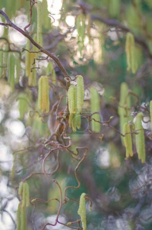 Foto de Un enfoque selectivo de avellanas atrapa plantas en el jardín con fondo borroso, plano vertical - Imagen libre de derechos