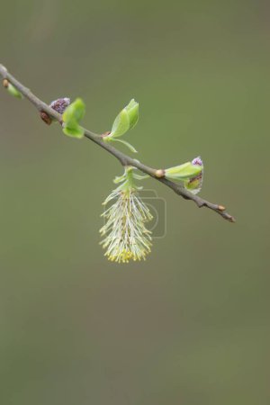 Foto de Un primer plano en una primavera florecimiento Willow catkin, Salix cinerea - Imagen libre de derechos