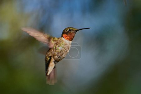 Téléchargez les photos : Un colibri à gorge rubis (Archilochus colubris) sélectif en vol - en image libre de droit