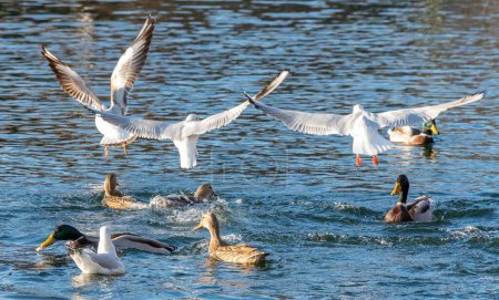 Photo for The gulls flying over a lake with swimming mallards - Royalty Free Image