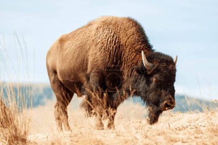 A closeup of a bison in the wild