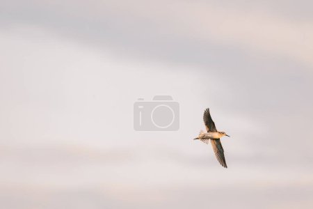 Téléchargez les photos : Vue panoramique en angle bas d'un oiseau majestueux en vol contre un ciel nuageux - en image libre de droit