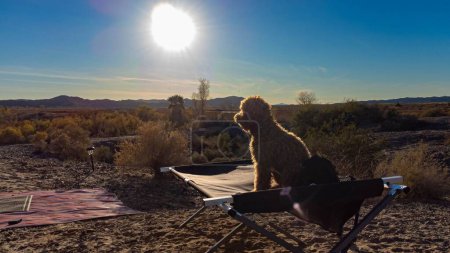 Téléchargez les photos : Un chien Lagotto Romagnolo assis sur un lit bébé profitant du coucher de soleil - en image libre de droit