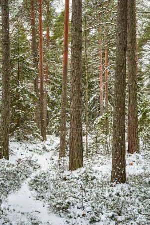 Téléchargez les photos : Neige fraîchement tombée en forêt. Belle lumière et atmosphère. Beau sentier menant à la forêt - en image libre de droit