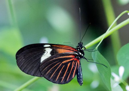 Foto de Un primer plano de una mariposa heliconius doris en una planta. - Imagen libre de derechos
