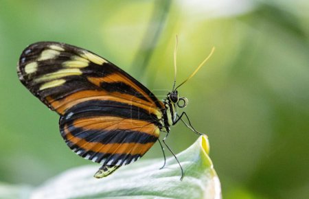 A closeup shot of an eueides isabella butterfly on a plant.