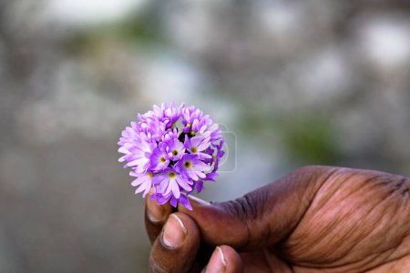 Foto de Un plano de enfoque superficial de una mano masculina sosteniendo una flor púrpura florecida - Imagen libre de derechos