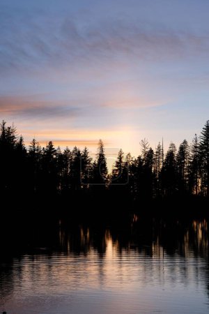 Téléchargez les photos : Un plan vertical de silhouettes d'arbres au bord du lac - en image libre de droit