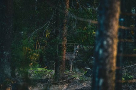 Foto de Un ciervo majestuoso en un bosque siempreverde durante el día - Imagen libre de derechos