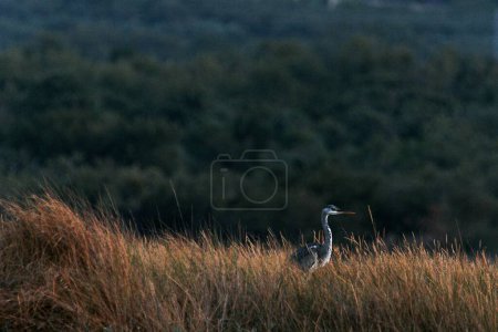Photo for A scenic view of a majestic gray heron bird in a field with evergreen forest in the background - Royalty Free Image