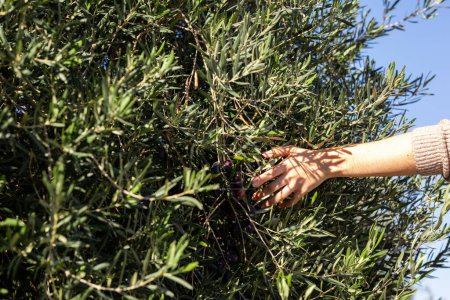 Téléchargez les photos : Plan rapproché d'une femelle cueillant des olives d'un arbre pendant la journée - en image libre de droit