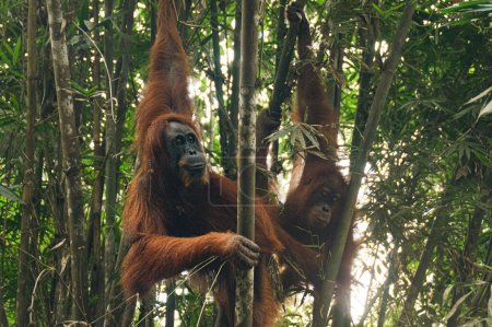 Foto de Una madre y un joven sumatran orangután o Pongo abelii avistado entre los árboles de bambú en el Parque Nacional Mount Leuser Bukit Lawang, Indonesia - Imagen libre de derechos