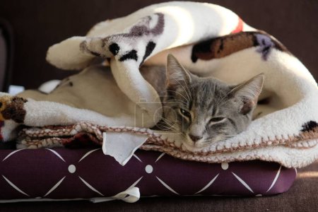 Foto de Un gato durmiendo doblado en una manta - Imagen libre de derechos