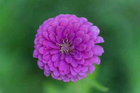 Téléchargez les photos : Un gros plan de Zinnia fleur de reine pourpre en saison de floraison sur fond de flou vert - en image libre de droit