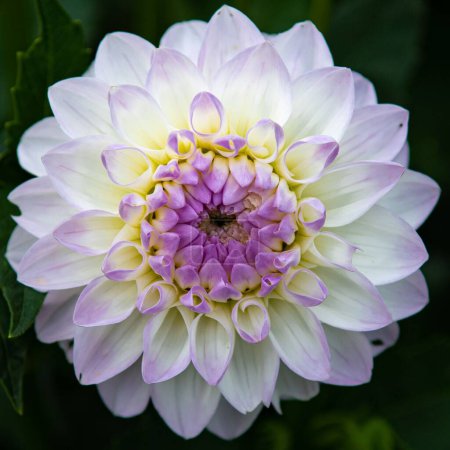 Photo for A close up of a dahlia flower - Royalty Free Image