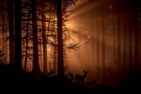 Foto de Una silueta de un ciervo en un bosque brumoso con rayos de sol crea un efecto celestial - Imagen libre de derechos