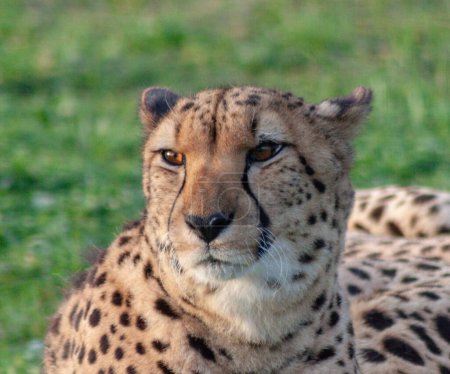 Foto de Un retrato de un guepardo en Sudáfrica. - Imagen libre de derechos
