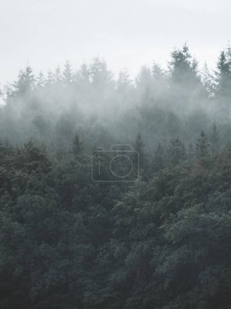 Téléchargez les photos : Un drone vertical tiré d'arbres luxuriants dans une forêt brumeuse - en image libre de droit