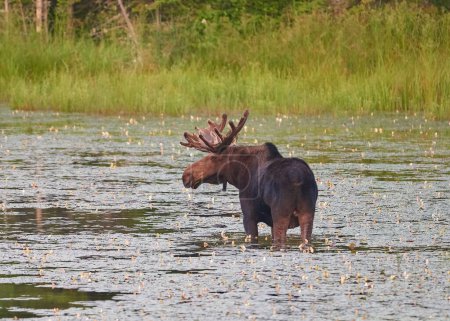 A closeup of a moose (Alces alces) in a lake