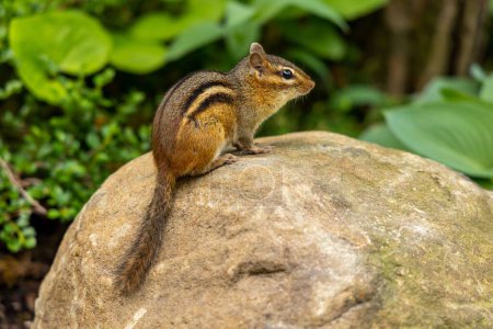 Photo for Chipmunk sitting on a rock in a Japanese garden - Royalty Free Image