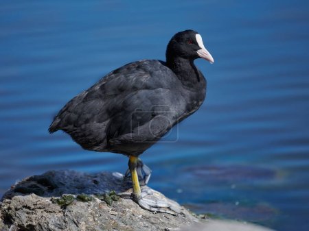 A closeup shot of a Coot, Eurasian coot (Fulica atra), also known as the common coot