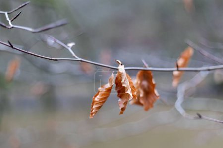 Téléchargez les photos : Gros plan des feuilles orange séchées sur une branche mince sur un fond flou pendant la journée - en image libre de droit