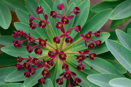 Foto de Un primer plano de hermosas flores rojas de Euphorbia atropurpurea - Imagen libre de derechos