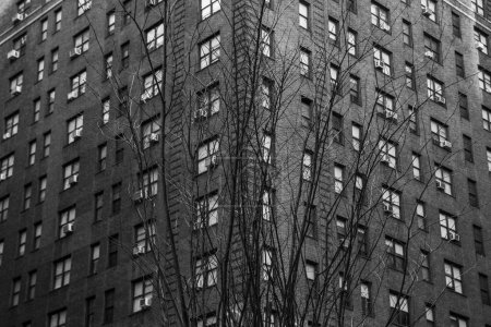 Téléchargez les photos : Échelle de gris d'un arbre sans feuilles devant un grand immeuble résidentiel avec grilles de fenêtres en automne - en image libre de droit