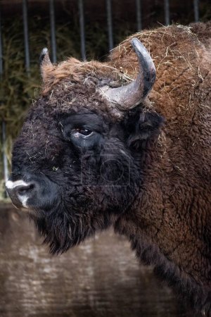 Photo for A closeup shot of bison at the zoo - Royalty Free Image