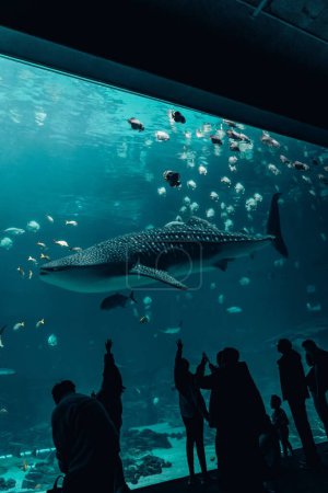 Téléchargez les photos : Un requin-baleine (Rhincodon typus) dans un aquarium - en image libre de droit