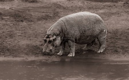 Téléchargez les photos : Un beau cliché d'un Hippo près de l'étang - en image libre de droit