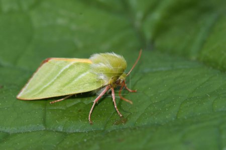 Téléchargez les photos : Un mot vert argenté (Pseudoips prasinana) sur une feuille verte en gros plan - en image libre de droit