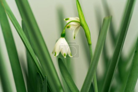 Photo for A closeup of blooming white Leucojum flowers - Royalty Free Image