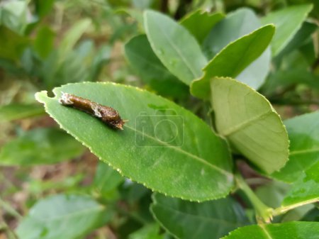 Téléchargez les photos : Larve commune de mormon (Papilio polytes) insecte mangeant des feuilles vertes de citronnelle dans une ferme agricole - en image libre de droit