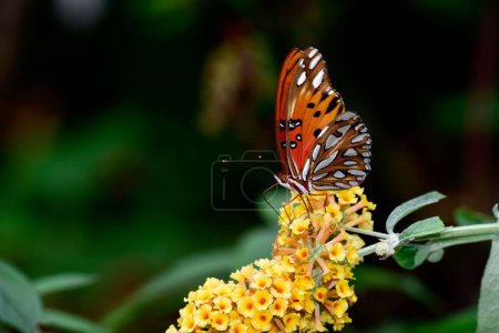 Foto de Una macro toma de una mariposa fritillaria del golfo sobre flores de buddleia amarillas en un jardín - Imagen libre de derechos