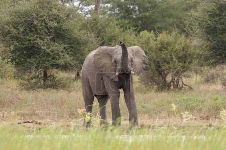 Téléchargez les photos : Un beau cliché d'éléphant dans le parc national Kruger - en image libre de droit