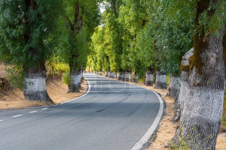 Téléchargez les photos : Un tunnel d'arbres peints à la chaux blanche pour les panneaux routiers au Portugal - en image libre de droit