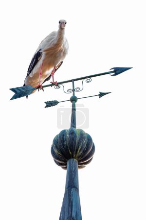 Téléchargez les photos : Plan vertical d'un gros oiseau perché sur une flèche - en image libre de droit