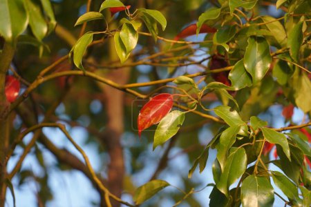 Photo for A branch of camphor tree with red and green leaves - Royalty Free Image