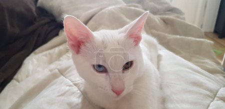 Foto de Gatito de ojos raros blanco manee khao. Gato con heterochrom - Imagen libre de derechos