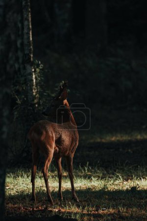 Photo for A vertical shot of deer standing alone in the Swedish forest and looking around - Royalty Free Image