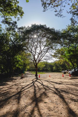 Téléchargez les photos : Le soleil brillant brille derrière les arbres verts dans le parc avec des cônes de circulation en arrière-plan - en image libre de droit