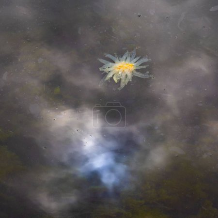 Photo for A jellyfish in sea water with reflections of the sky above - Royalty Free Image